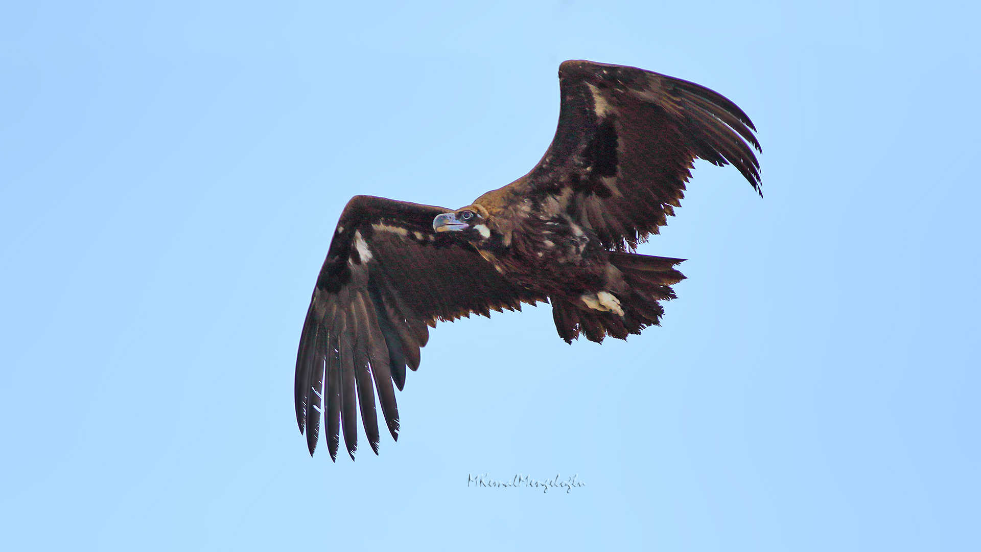 Cinereous Vulture